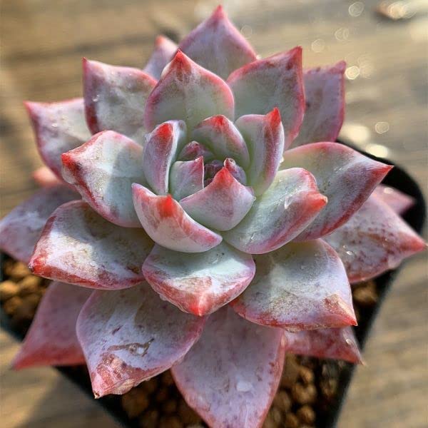 Amazon.co.jp: 農園直売 多肉植物 寄せ植え エケベリア属 ピンクブルー